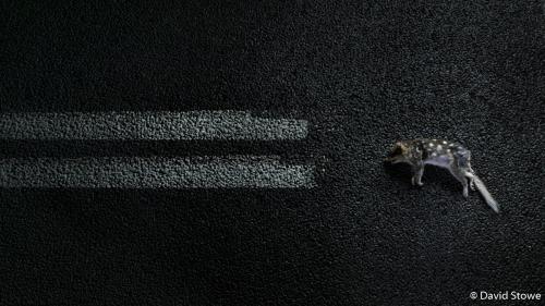 Победители Australian Geographic Nature Photographer of the Year 2019