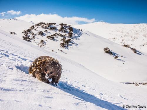 Победители Australian Geographic Nature Photographer of the Year 2019