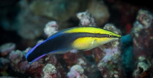 Животные, которые умеют менять свой пол