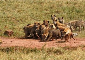 Животные, которые умеют менять свой пол