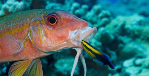 Животные, которые умеют менять свой пол