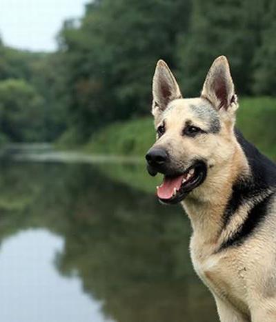 Самые богатые животные в мире