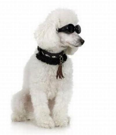 Самые богатые животные в мире