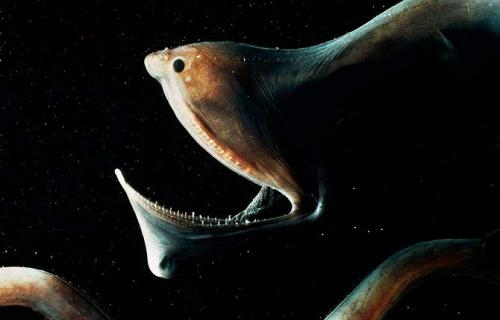 Самые страшные морские создания