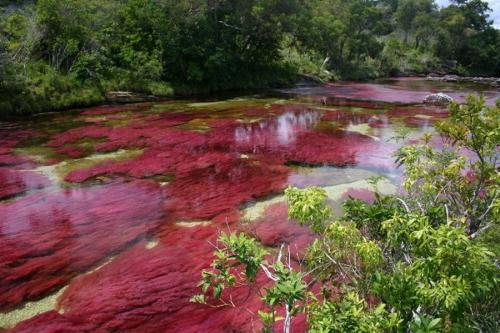 В Колумбии течёт цветная река