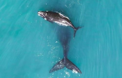 Участники конкурса дрон-фотографии снимают чудеса с небес