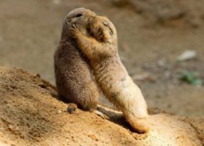 Факты о языках общения братьев наших меньших