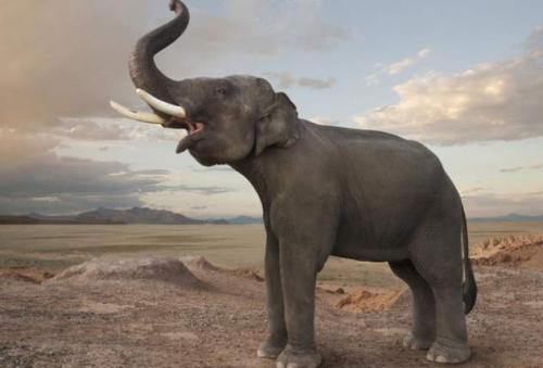 Факты о языках общения братьев наших меньших