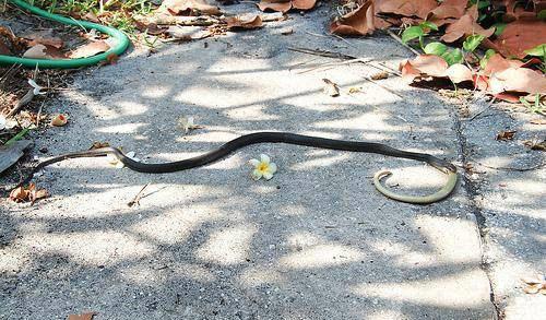 Драка между змеями: неожиданный финал