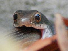 Драка между змеями: неожиданный финал