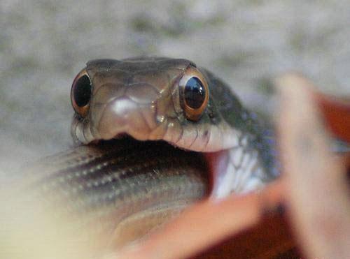 Драка между змеями: неожиданный финал