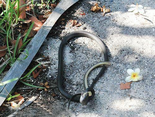 Драка между змеями: неожиданный финал