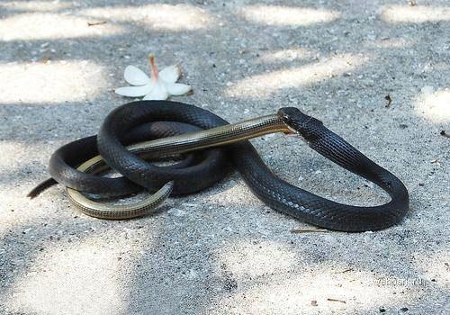 Драка между змеями: неожиданный финал