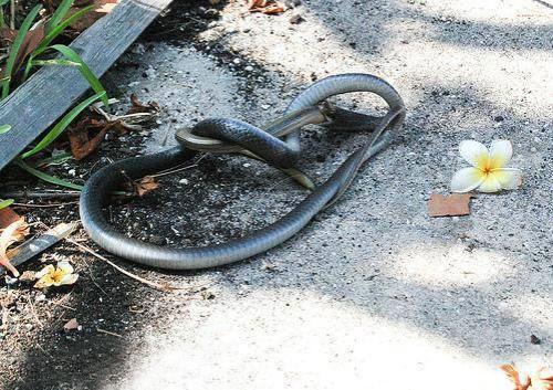 Драка между змеями: неожиданный финал