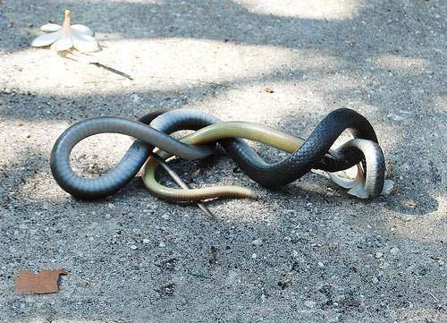 Драка между змеями: неожиданный финал