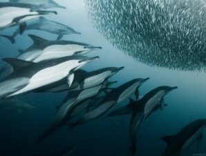 Подводный мир в фотографиях