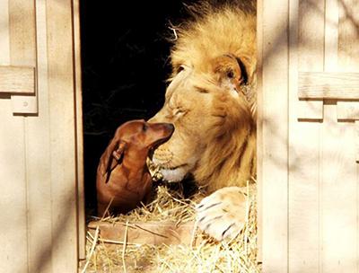 Лев и такса — необычная дружба