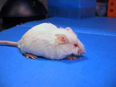 Топ-27 фантастических идей, ставших реальностью в 2012 году