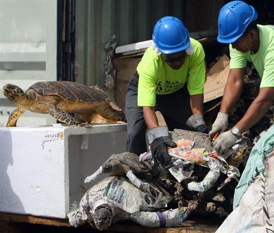 Экзотические животные, изъятые при попытке контрабанды