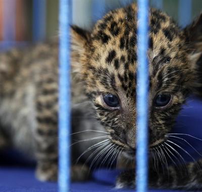 Экзотические животные, изъятые при попытке контрабанды