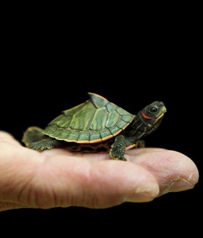 Экзотические животные, изъятые при попытке контрабанды