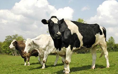 Животные-гиганты: не верь глазам своим!