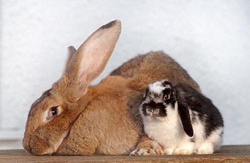 Животные-гиганты: не верь глазам своим!