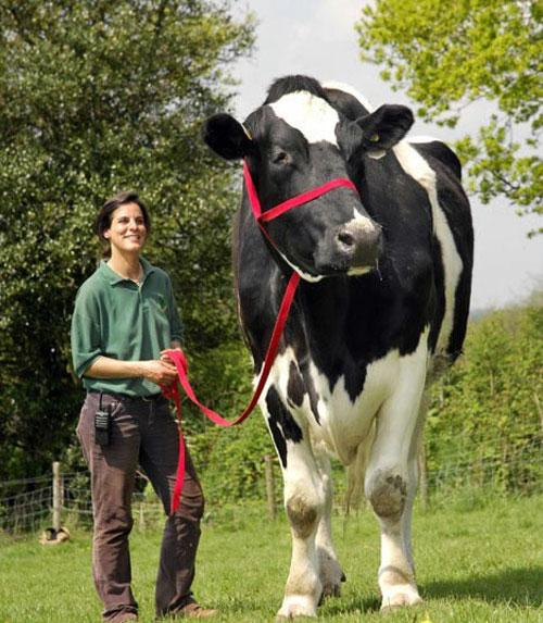 Животные-гиганты: не верь глазам своим!