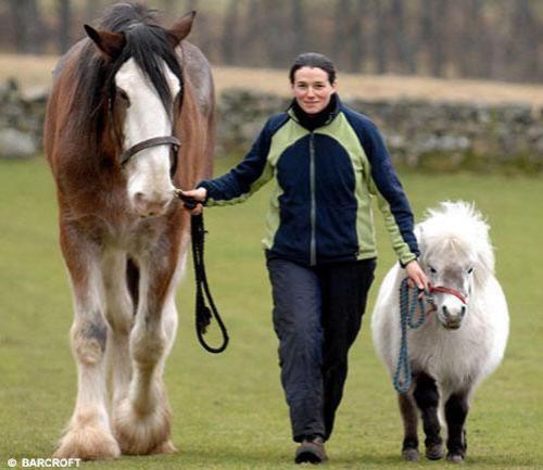 Животные-гиганты: не верь глазам своим!