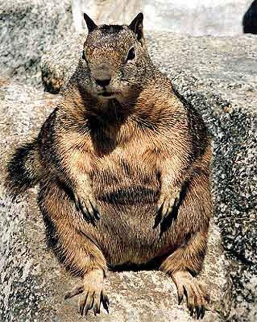 Животные-гиганты: не верь глазам своим!