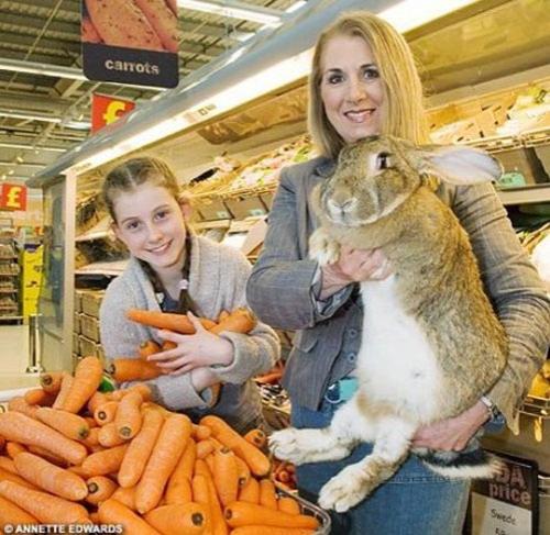 Животные-гиганты: не верь глазам своим!