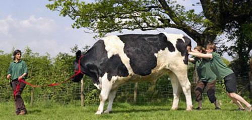 Животные-гиганты: не верь глазам своим!