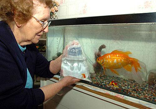 Животные-гиганты: не верь глазам своим!