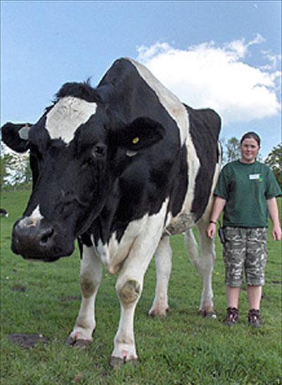 Животные-гиганты: не верь глазам своим!