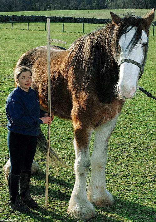 Животные-гиганты: не верь глазам своим!
