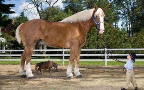 Животные-гиганты: не верь глазам своим!