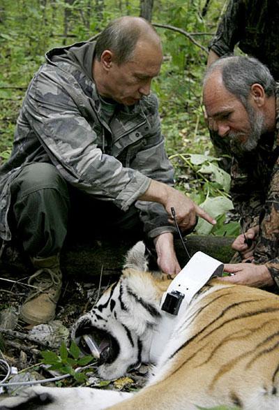 Очередной поцелуй Путина случился в стране уссурийских тигров