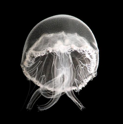 Учёные показали новых жителей океанов