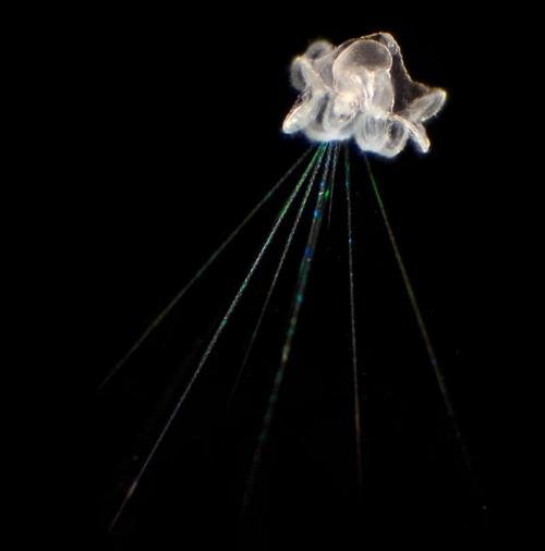 Учёные показали новых жителей океанов