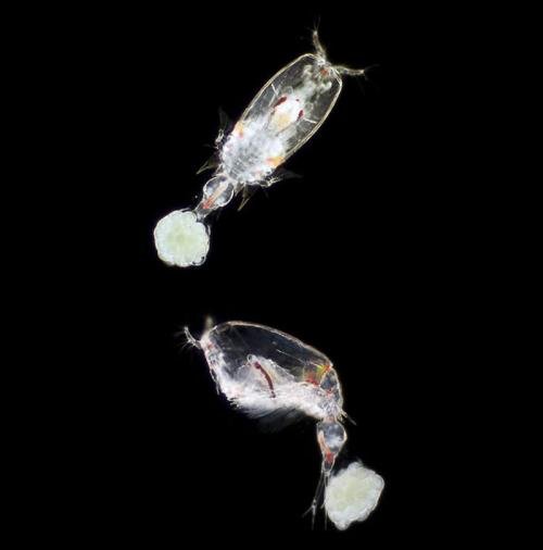 Учёные показали новых жителей океанов