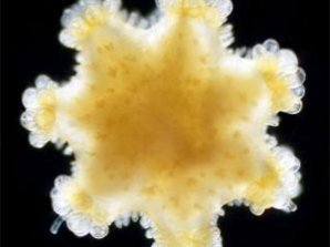 Учёные показали новых жителей океанов