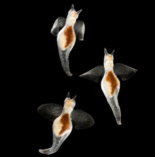 Учёные показали новых жителей океанов