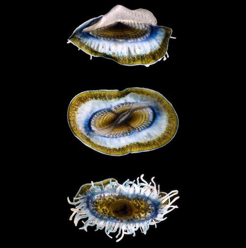 Учёные показали новых жителей океанов