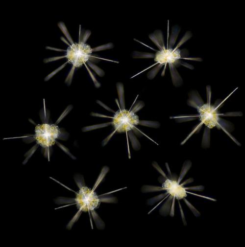 Учёные показали новых жителей океанов