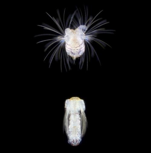 Учёные показали новых жителей океанов