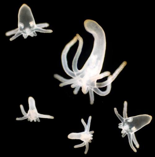 Учёные показали новых жителей океанов