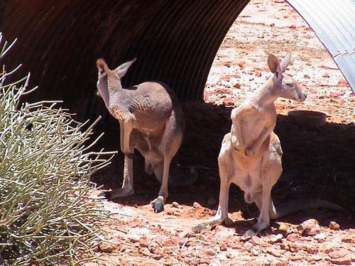 Опаловый город под землёй