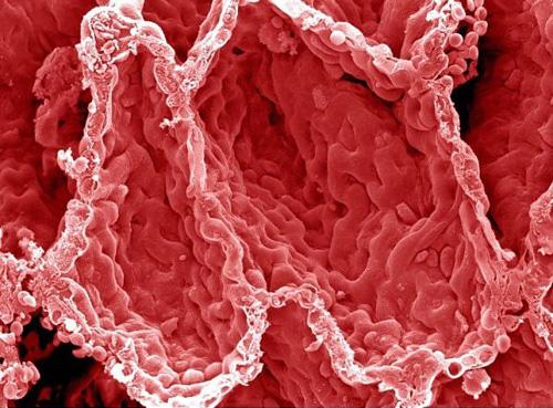 Взгляните на человека изнутри!