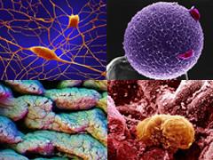 Взгляните на человека изнутри!