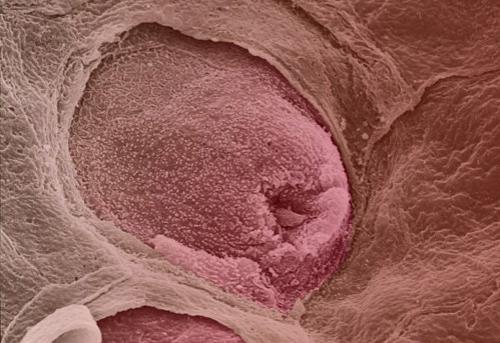 Взгляните на человека изнутри!